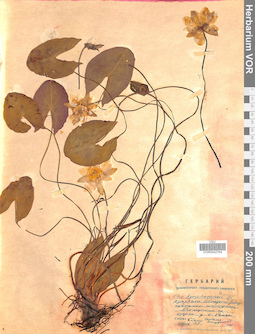 VOR 0042764