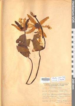 VOR 0042795