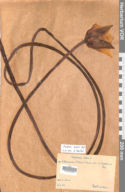 VOR 0042794