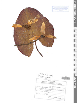 VOR 0042792