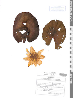 VOR 0042790