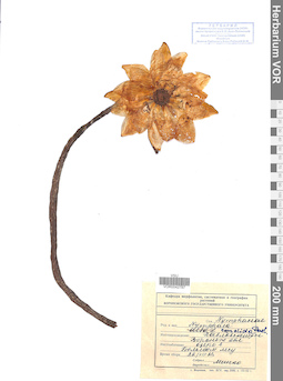 VOR 0042787