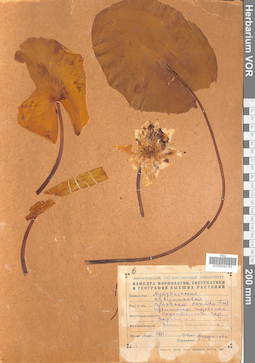 VOR 0042781