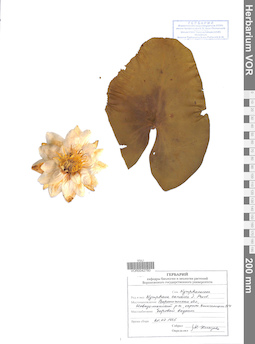VOR 0042780