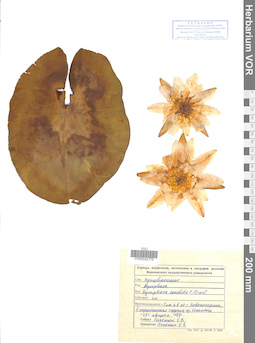 VOR 0042779