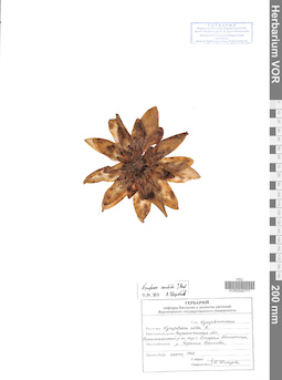VOR 0042777
