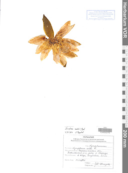 VOR 0042776
