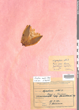 VOR 0042774