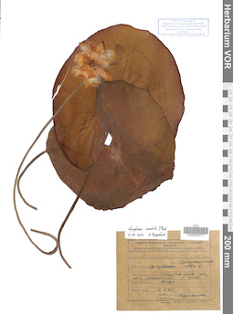 VOR 0042771