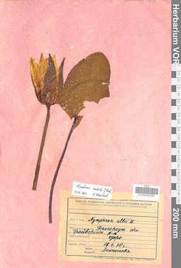 VOR 0042768