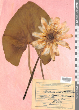 VOR 0042765