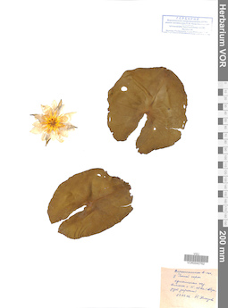VOR 0042762