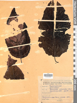 VOR 0042881