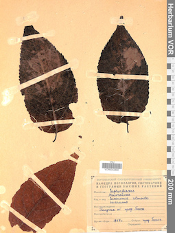 VOR 0042880