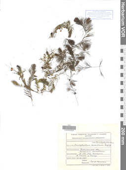 VOR 0042824