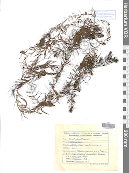 VOR 0042834