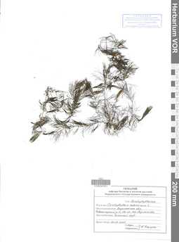 VOR 0042831