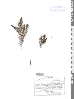 VOR 0042827
