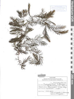 VOR 0042826