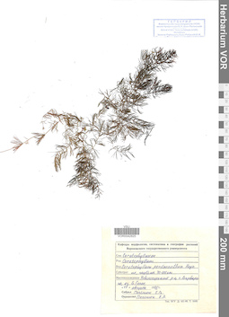 VOR 0042825