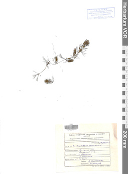 VOR 0042879
