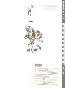 VOR 0042876