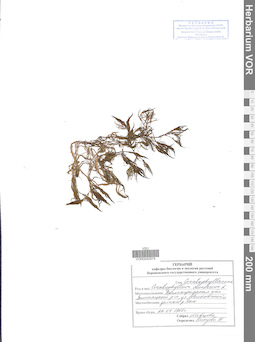 VOR 0042874