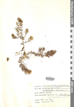 VOR 0042873