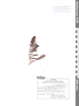 VOR 0042872