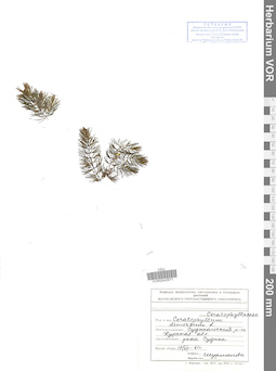 VOR 0042871