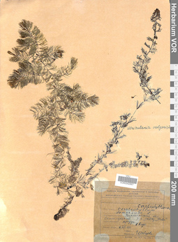 VOR 0042867