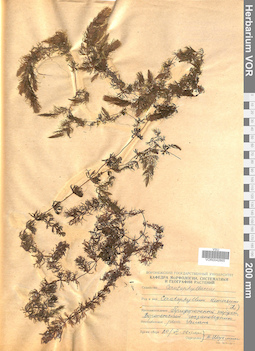 VOR 0042865