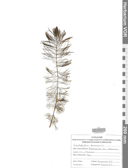 VOR 0042860