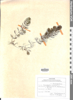 VOR 0042859