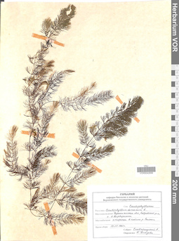 VOR 0042856