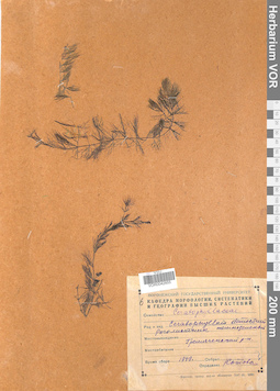 VOR 0042855