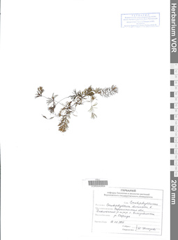 VOR 0042854