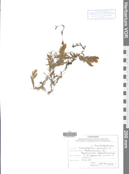 VOR 0042853