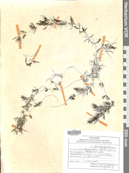 VOR 0042851