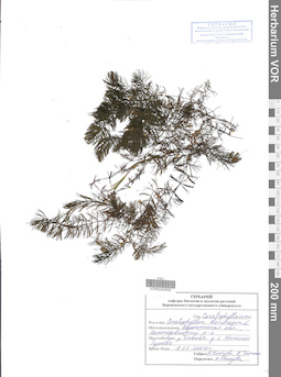 VOR 0042850
