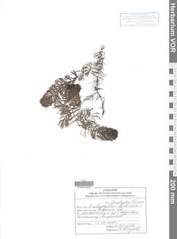 VOR 0042849