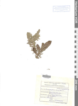 VOR 0042847