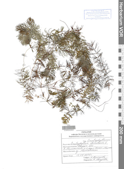 VOR 0042846
