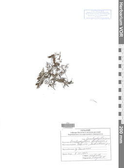 VOR 0042843