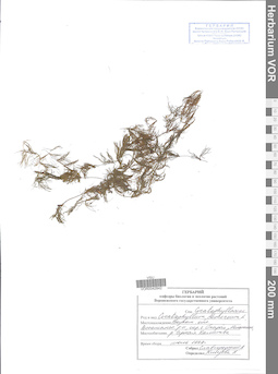 VOR 0042842