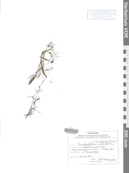 VOR 0042840