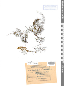 VOR 0042839