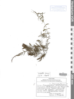 VOR 0042838