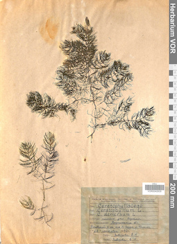 VOR 0042835