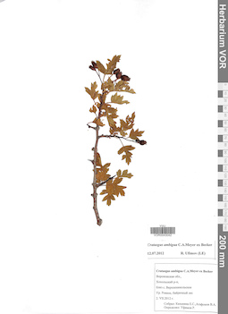 VOR 0043042